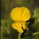 Photos of plants with yellow or golden bloom