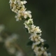 Photos of plants with white bloom