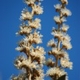 Photos of plants with white bloom