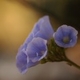 Photos of plants with blue bloom