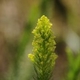 Photos of plants with white bloom