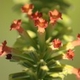 Photos of plants with orange bloom