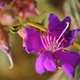 Photos of plants with pink or purple bloom