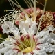 Photos of plants with white bloom