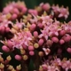 Photos of plants with pink or purple bloom