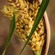 Photos of fruits and seeds