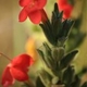 Photos of plants with red bloom