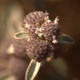 Photos of plants with white bloom