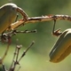 Photos of fruits and seeds