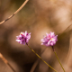 Photos of plants with pink or purple bloom