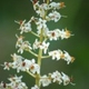 Photos of plants with white bloom