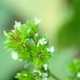 Photos of plants with white bloom