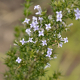 Photos of plants with blue bloom