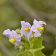 Photos of plants with blue bloom