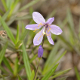 Photos of plants with blue bloom