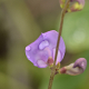 Photos of plants with pink or purple bloom