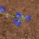 Photos of plants with blue bloom