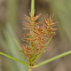 Photos of herbaceous or grasses plants type