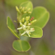 Photos of plants with white bloom