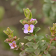 Photos of plants with pink or purple bloom