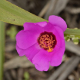 Photos of plants with pink or purple bloom