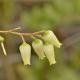 Photos of plants with white bloom