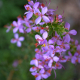 Photos of plants with pink or purple bloom