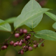 Photos of fruits and seeds