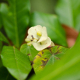 Photos of plants with white bloom