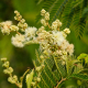 Photos of plants with white bloom