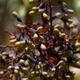 Photos of fruits and seeds