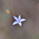 Photos of plants with blue bloom