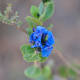 Photos of plants with blue bloom