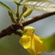 Photos of plants with yellow or golden bloom