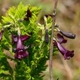 Photos of plants with pink or purple bloom