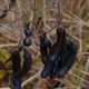 Photos of fruits and seeds