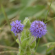 Photos of plants with blue bloom