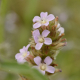 Photos of plants with pink or purple bloom