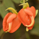 Photos of plants with orange bloom