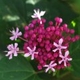 Photos of plants with pink or purple bloom