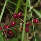 Photos of fruits and seeds