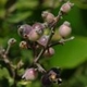 Photos of fruits and seeds