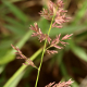 Photos of herbaceous or grasses plants type