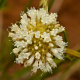 Photos of plants with white bloom