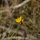 Photos of plants with yellow or golden bloom