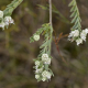 Photos of plants with white bloom