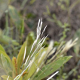 Photos of herbaceous or grasses plants type