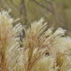 Photos of herbaceous or grasses plants type