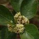 Photos of plants with white bloom