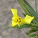 Photos of plants with yellow or golden bloom